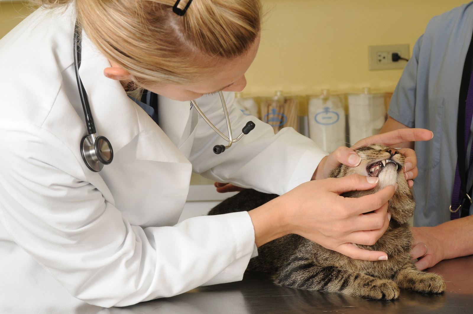 Dr. Sarah Kanagy examines Beans at Blum Animal Hospital