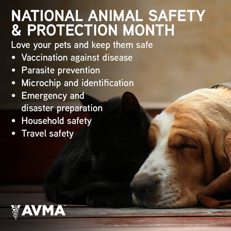 october-animal-safety-ghahc-great-hearts-animal-hospital