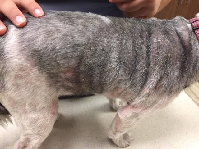 ghahc_great_hearts_animal_hospital_bella_skin_problem_before_2